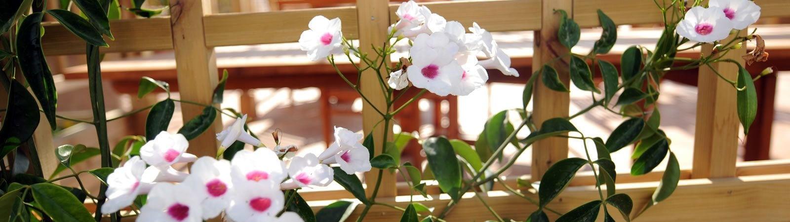 Son Granot Hotel Es Castell  Ngoại thất bức ảnh